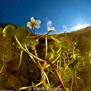 not really over-under but definitely freshwater by Mathieu Foulquié 